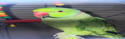 Ringnecks birds for sale: Ringneck parrot  - Advert 5