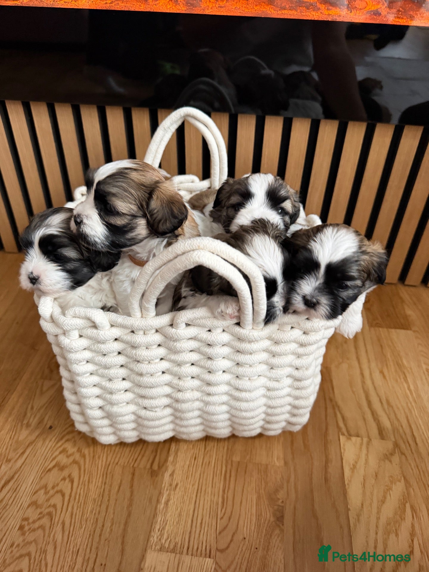 Malshi dogs Malshi Puppies Looking for Their Forever Homes 🐾 - Advert 3