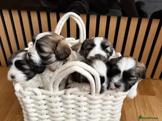 Malshi dogs Malshi Puppies Looking for Their Forever Homes 🐾 - Advert 3
