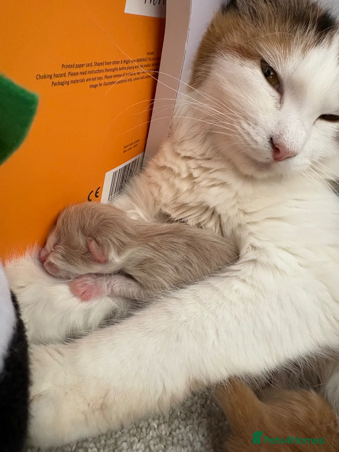 Mixed Breed cats for sale: Kittens - Advert 9