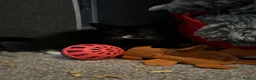 Mixed Breed cats for sale: Mix breed kittens  in Margate - Advert 7