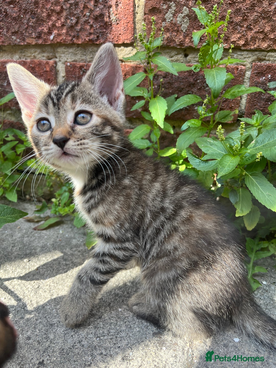 Domestic Shorthair cats for sale: Gorgeous litter of kittens  - Image 3