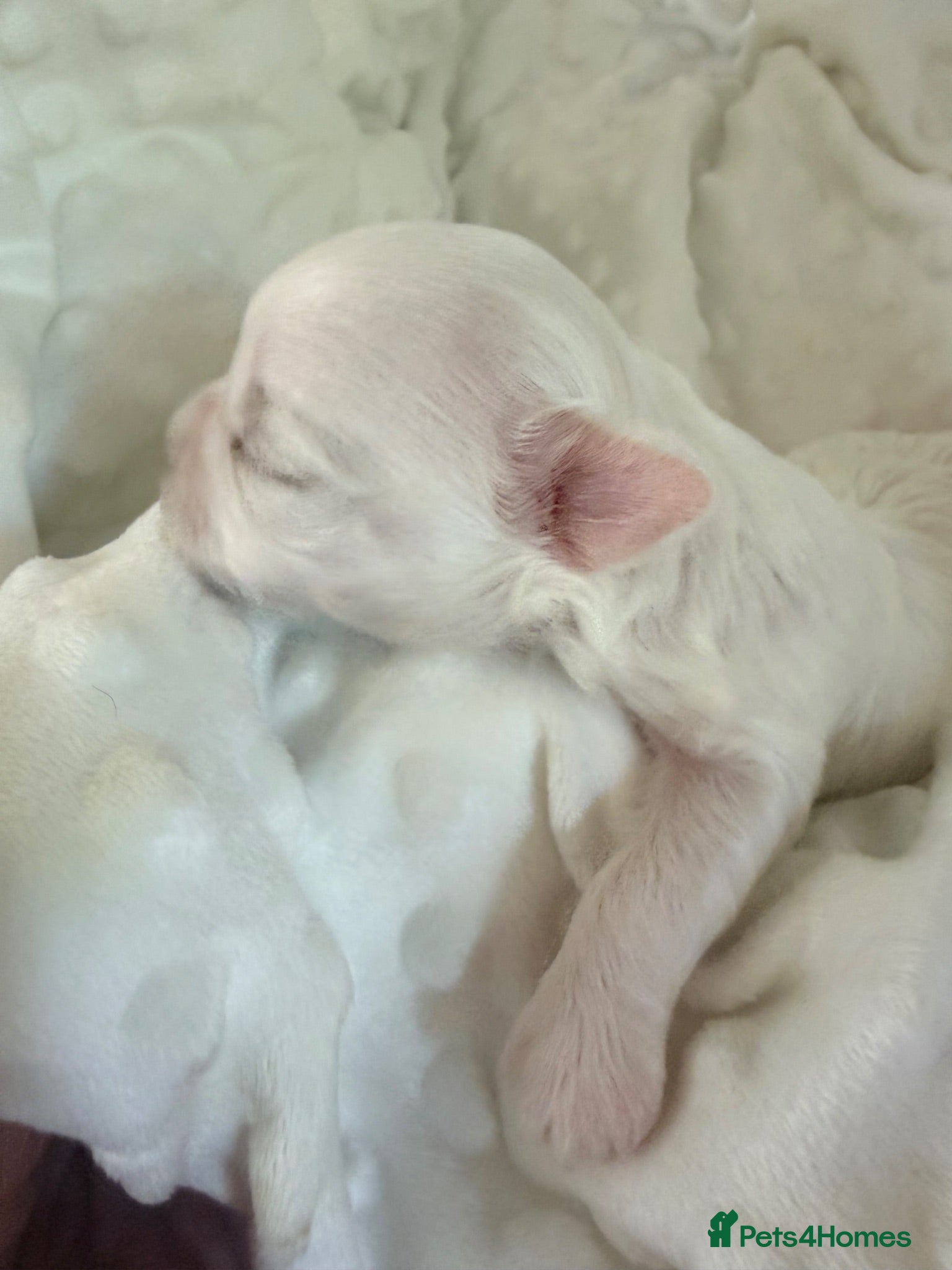 Maltese dogs Bambelina~ Simply The Best~ Korean Maltese - Advert 2