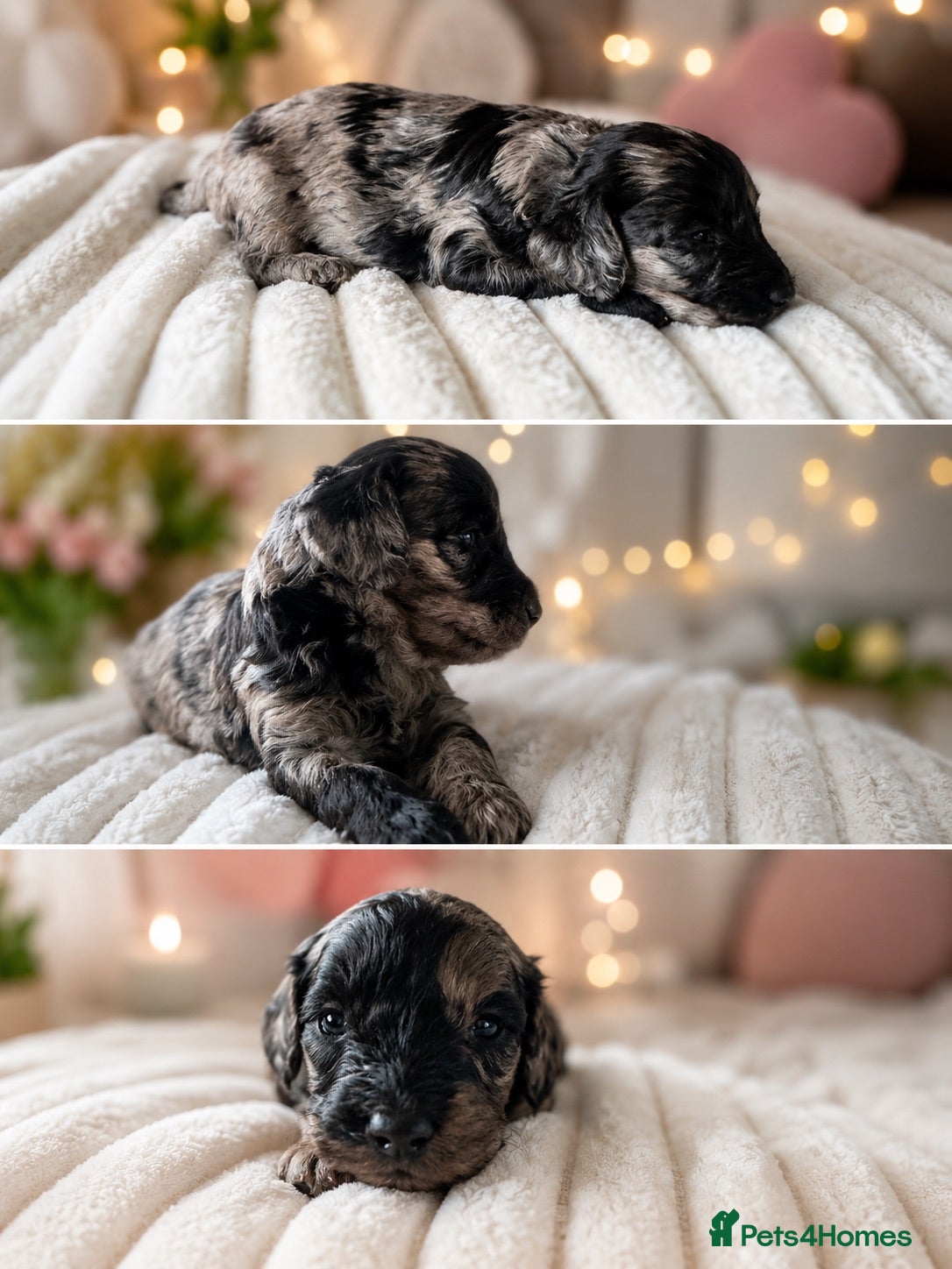 Cockapoo dogs 5* rated licensed vet approved F2b mini REDUCED  - Advert 1