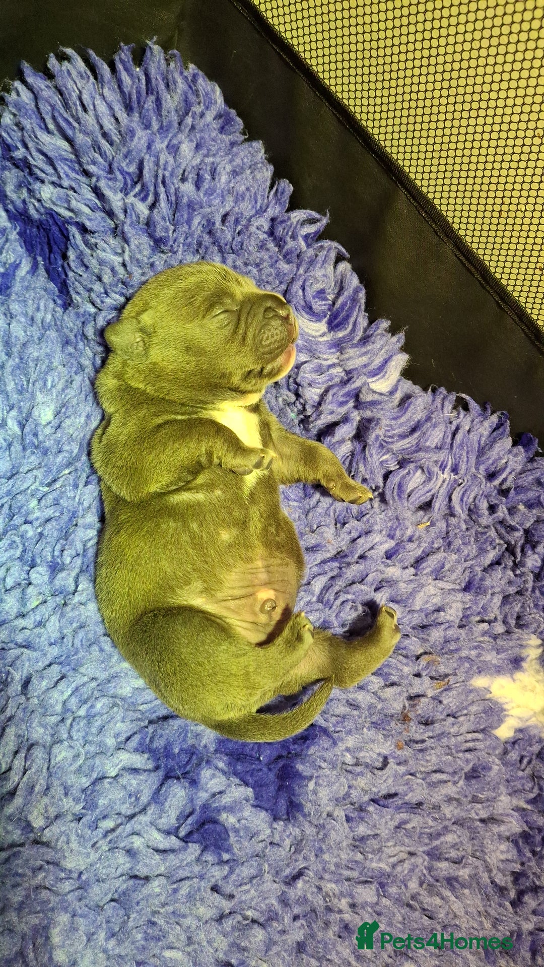Staffordshire Bull Terrier dogs for sale: Blue Staffordshire Bull Terrier puppies - Image 4