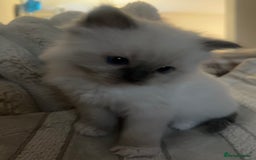 Ragdoll cats for sale: Mitted Blue Point Ragdoll  - Image 7