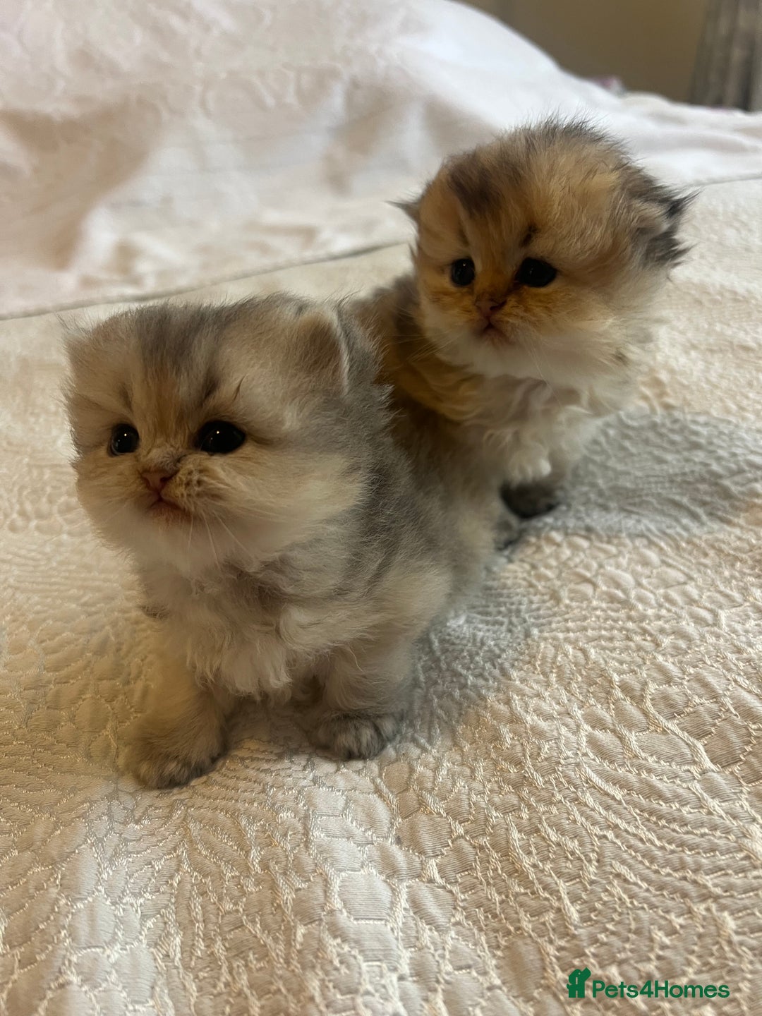Scottish Fold cats for sale: Pedigree cutest SFLH kittens   - Image 9