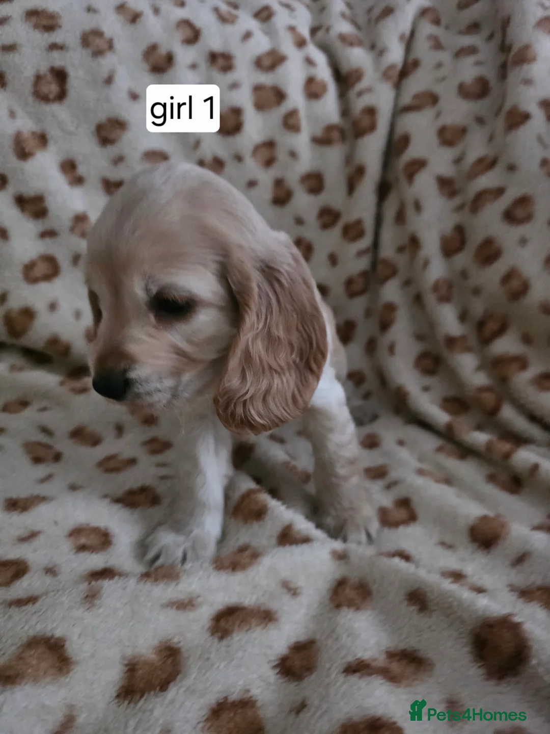 Cocker Spaniel dogs for sale: Show cocker spaniel puppies - Advert 9