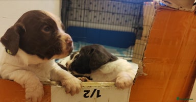 English Springer Spaniel dogs - Advert 3