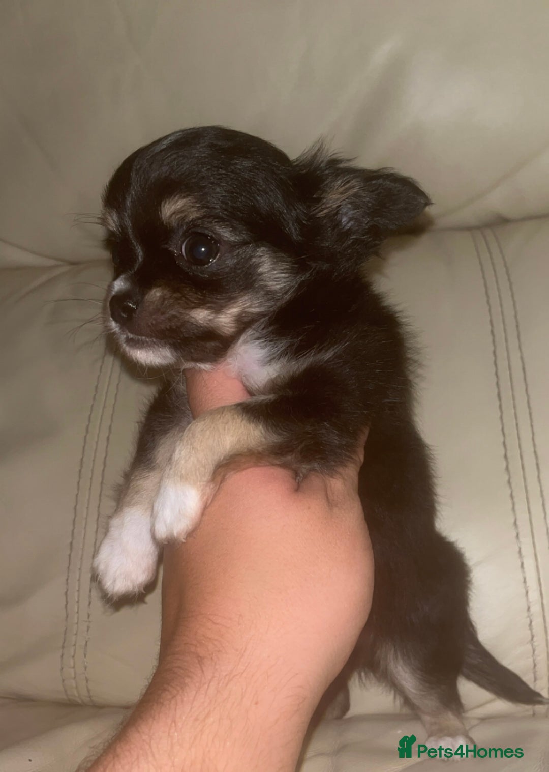 Chihuahua dogs for sale: Chihuahua Apple head boy for sale - Image 1