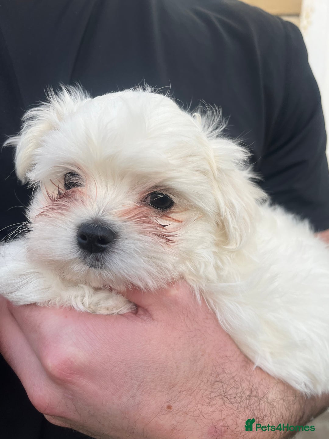 Maltese dogs for sale: Meet Your Little Heart Melters ❄️ - Advert 17