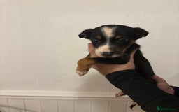 Border Collie dogs for sale: Border collie puppies for sale  - Image 11