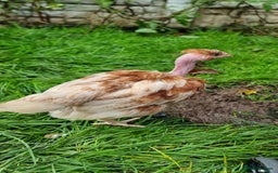 Chickens poultry for sale: Transylvanian Naked Neck Chicks - Image 10