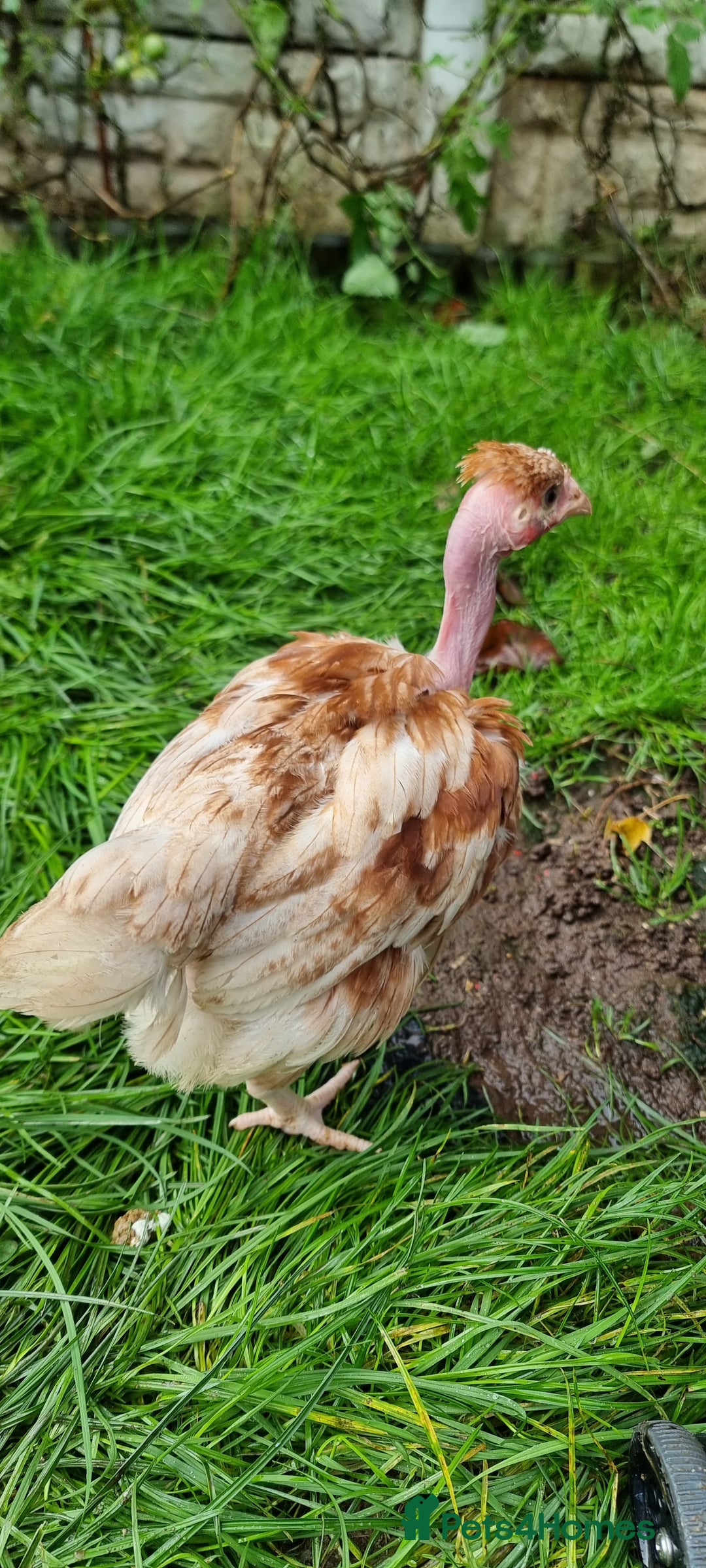 Chickens poultry for sale: Transylvanian Naked Neck Chicks - Image 10