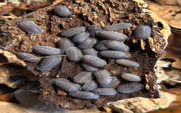 Mixed Breed invertebrates for sale: Isopods, Millipedes & Springtails - Image 11