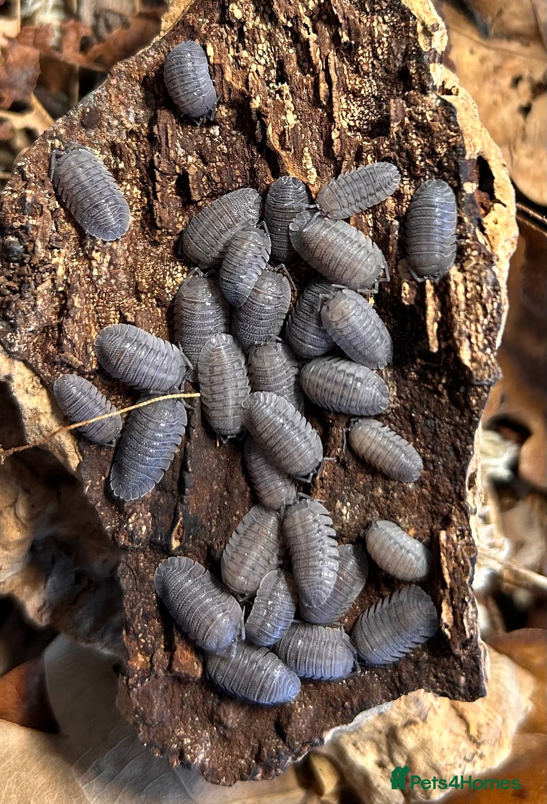 Mixed Breed invertebrates for sale: Isopods, Millipedes & Springtails - Image 11