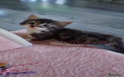Mixed Breed cats for sale: Beautiful mixed breed  - Image 2