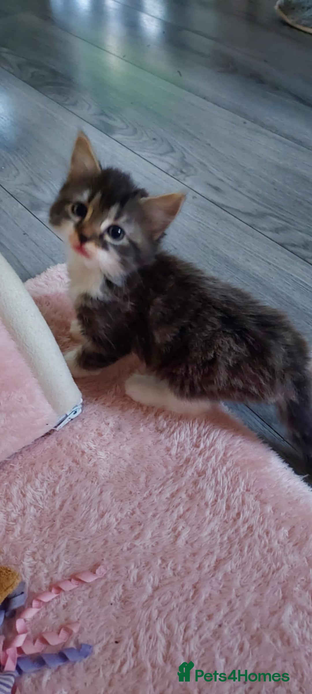 Mixed Breed cats for sale: Beautiful mixed breed  - Image 2