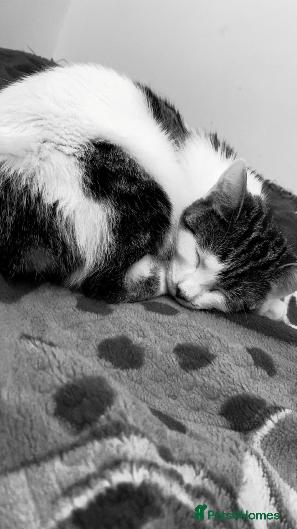 Domestic Shorthair cats Kitten for sale  - Advert 22