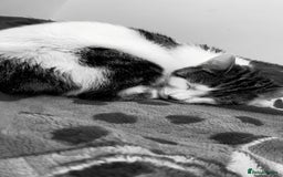 Domestic Shorthair cats for sale: Kitten for sale  - Image 1