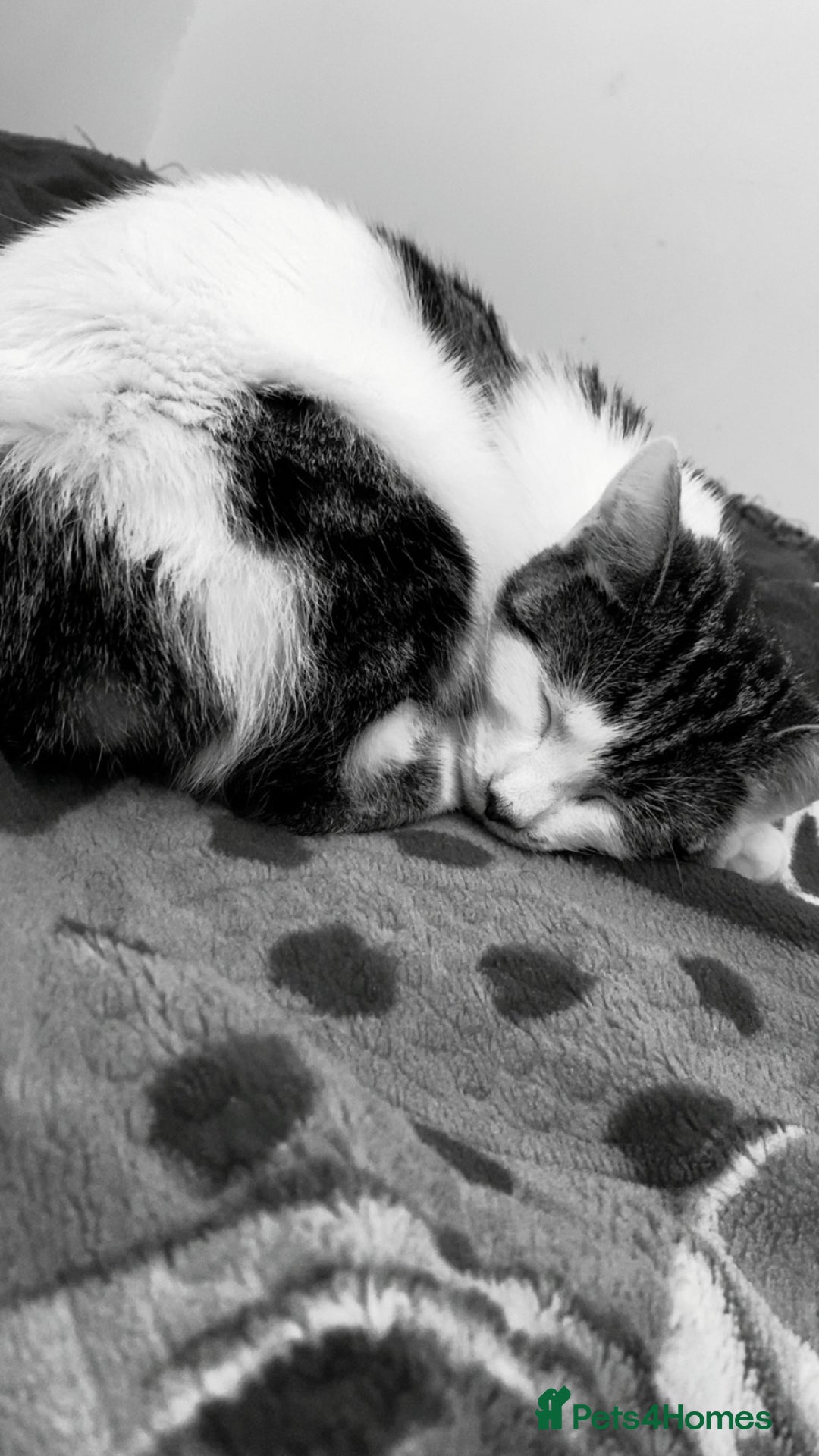 Domestic Shorthair cats for sale: Kitten for sale  - Image 1