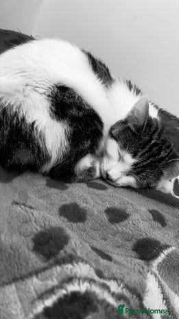 Domestic Shorthair cats - Advert 1