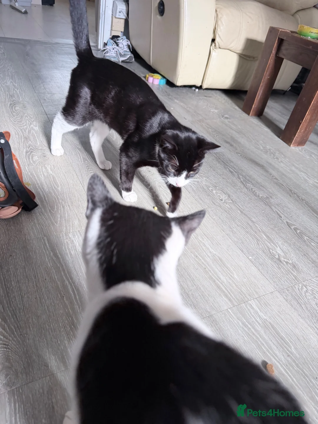 Mixed Breed cats for sale: 2 boys  - Advert 2