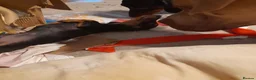 Miniature Dachshund dogs for sale: Pure breed minature dashound  - Advert 6