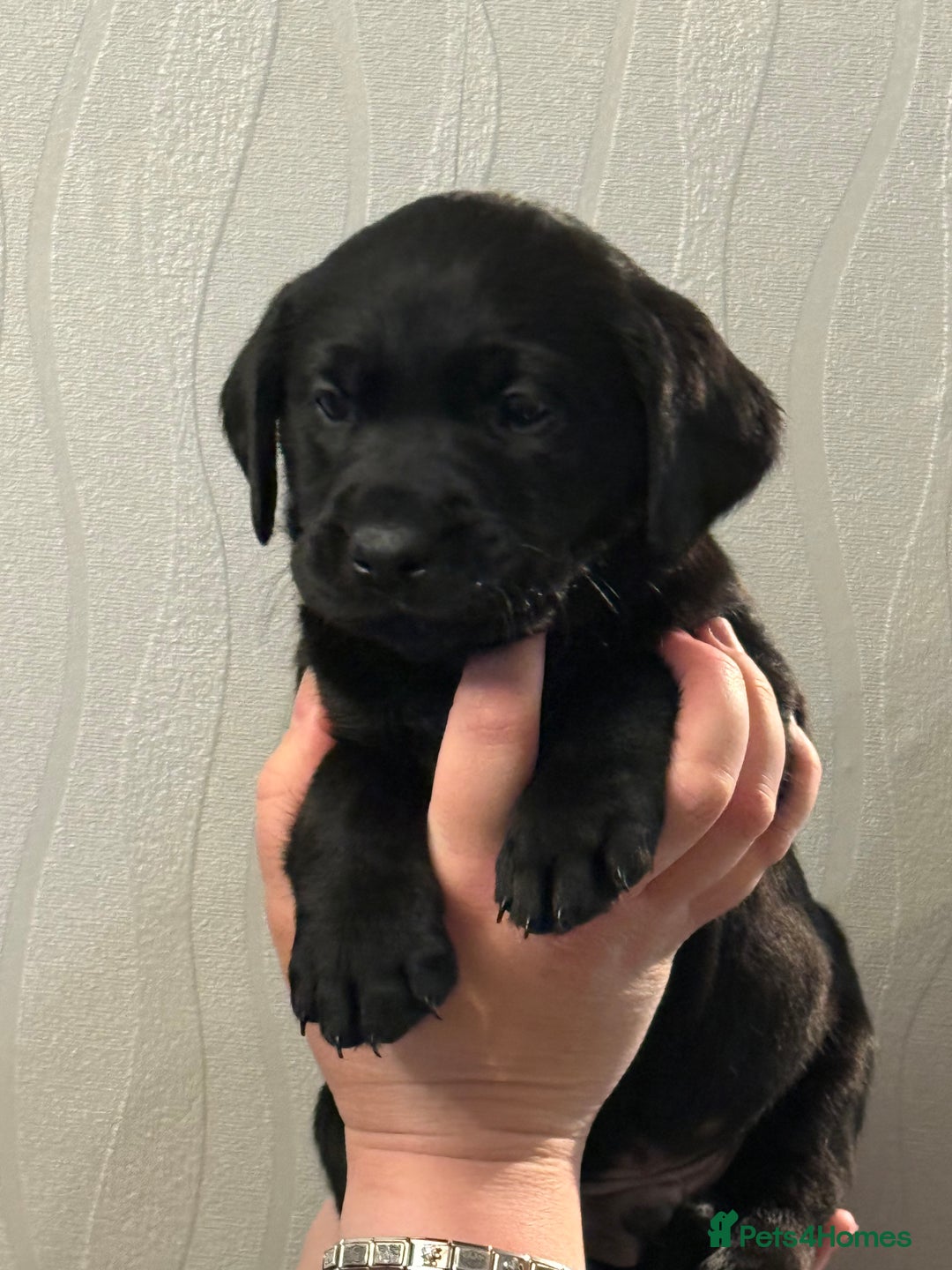 Labrador Retriever dogs for sale: Labrador puppies  - Advert 15