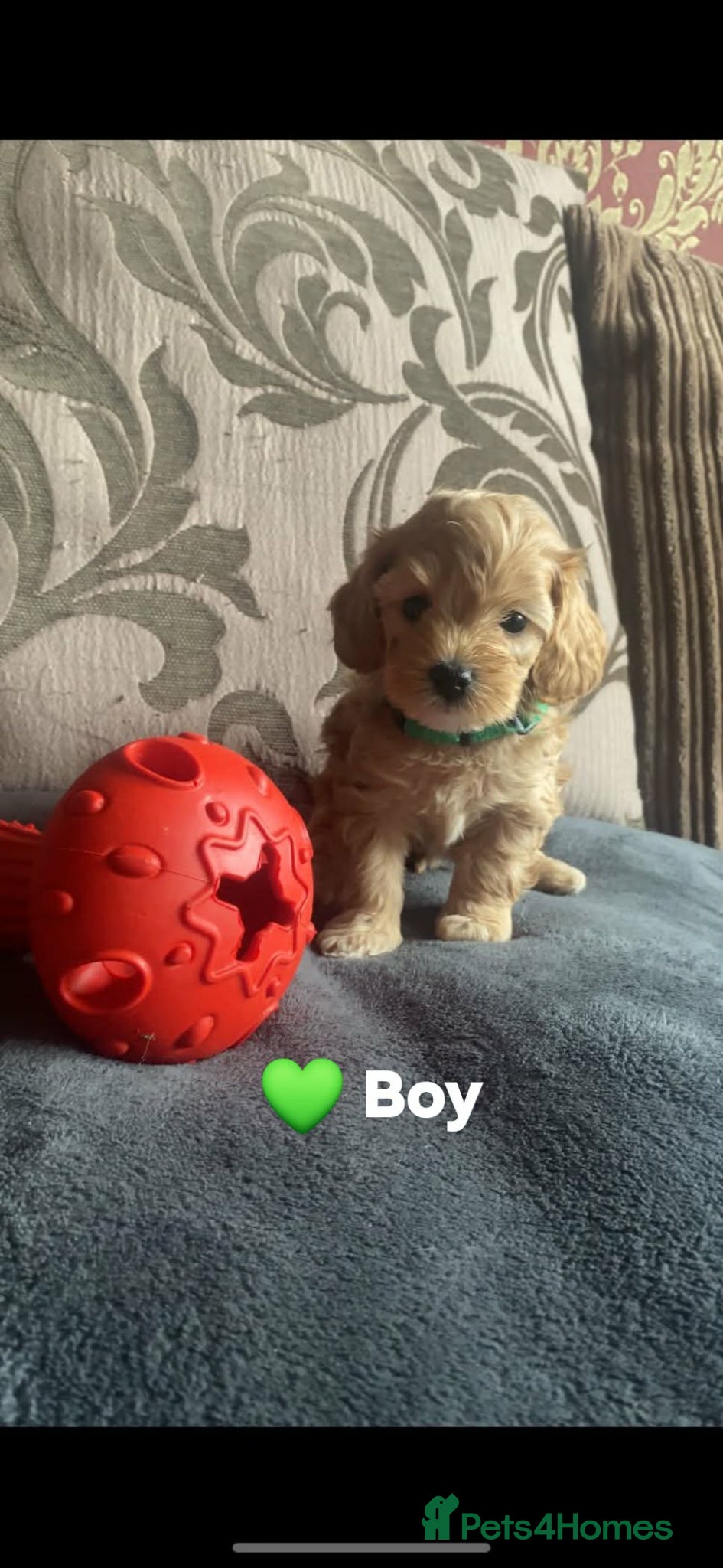 Cavapoo dogs Toy/Small Cavapoo Puppies – Ready Soon 🐾 4💙 2🩷 - Advert 16