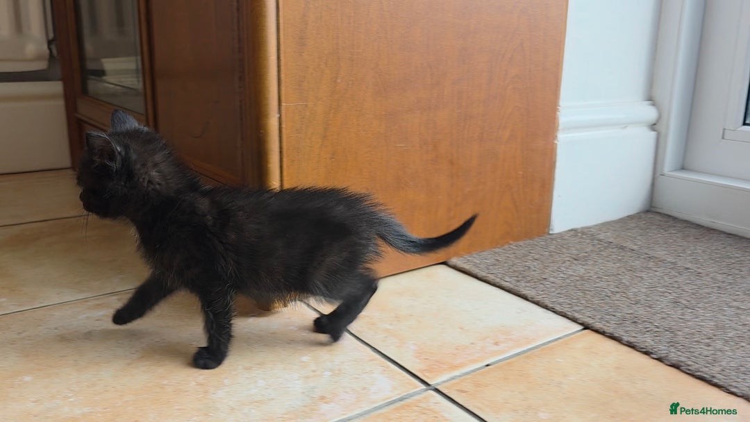 Mixed Breed cats for sale: 5 Adorable Kittens Ready for New Homes 🐾 - Image 8