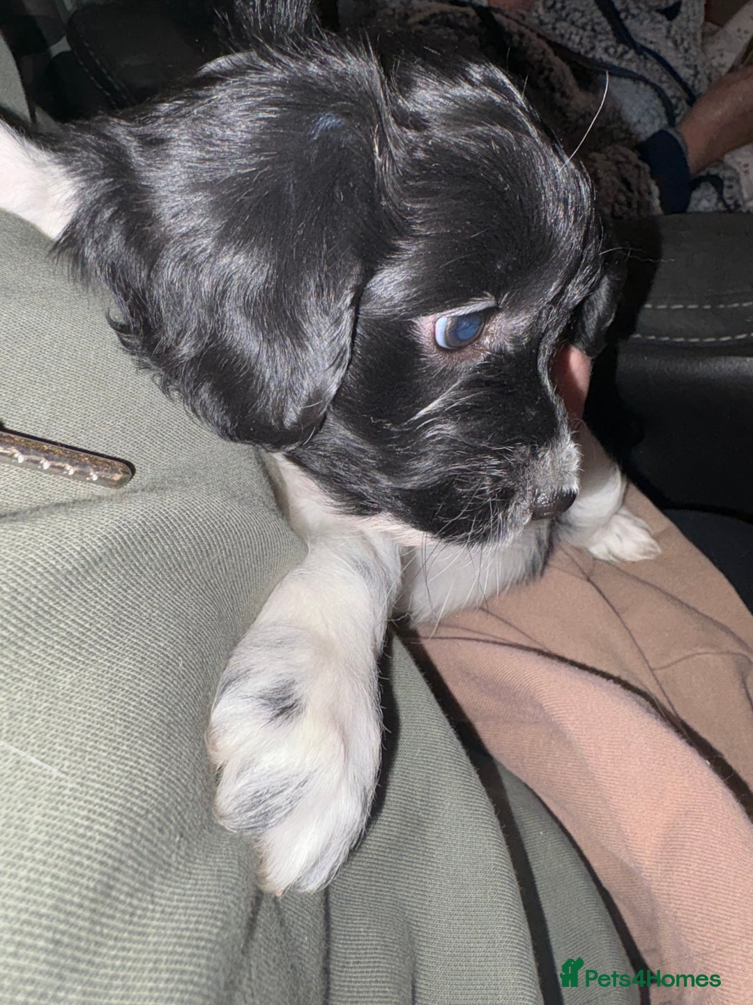 Mixed Breed dogs for sale: Two little black and white male pups left  - Advert 8