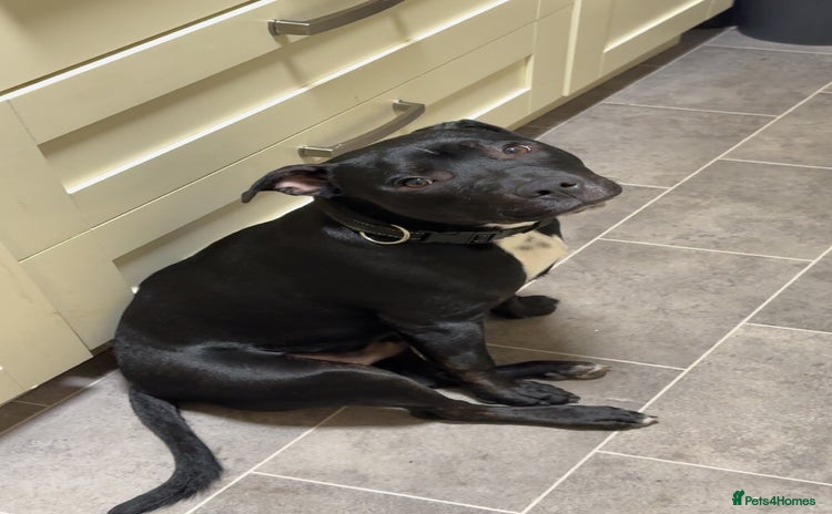 Staffordshire Bull Terrier dogs 7 month staffy for sale  - Advert 2