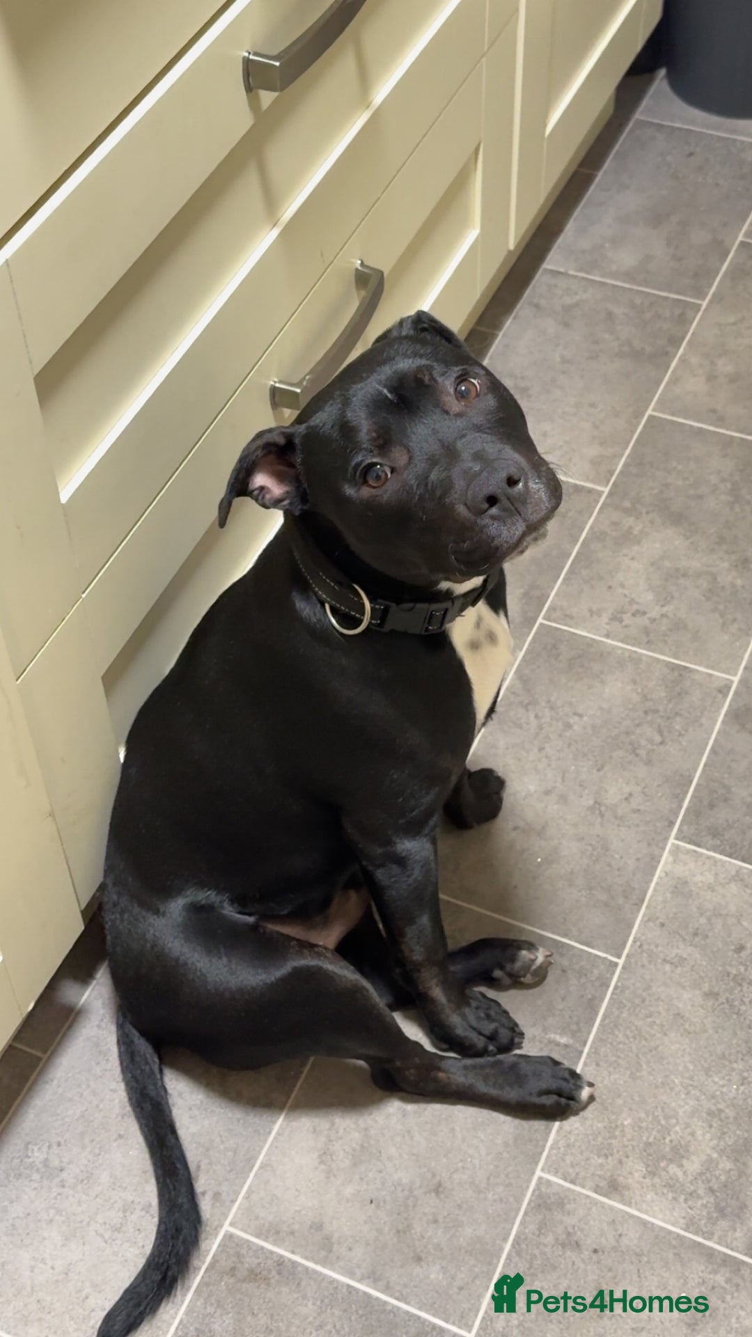 Staffordshire Bull Terrier dogs for sale: 7 month staffy for sale  - Advert 1