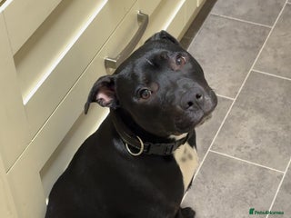 Staffordshire Bull Terrier dogs 7 month staffy for sale - Advert 15