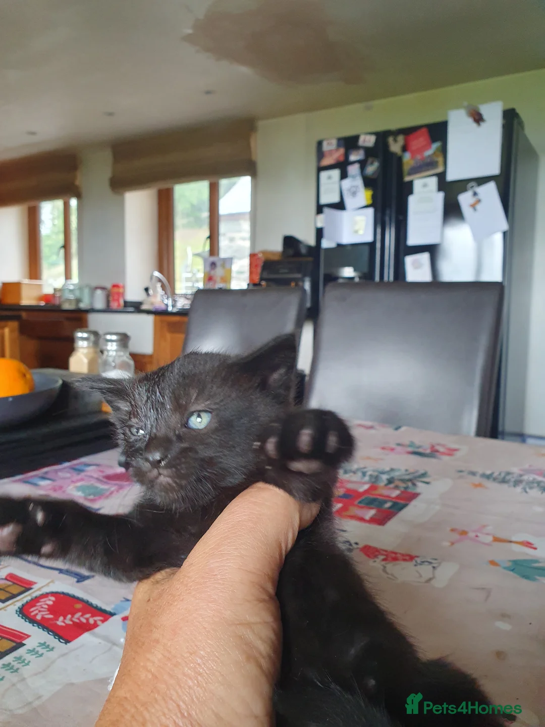 Mixed Breed cats for sale: Lovely kittens - Advert 2