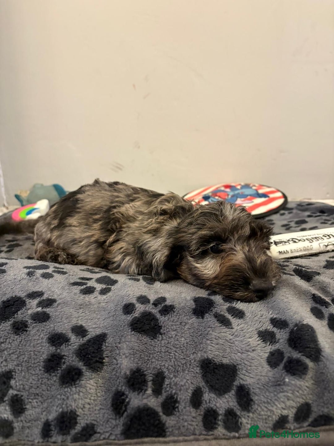 Mixed Breed dogs for sale: dixie pop puppies for sale - Image 26