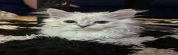 Ragdoll cats for sale: 3 Ragdoll kittens for sale  - Advert 5