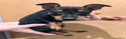 Miniature Pinscher dogs for sale:  Beautiful Purebred Miniature Pinscher Puppies  in Wakefield - Advert 4