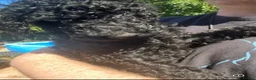 Standard Poodle dogs for sale: Standard Poodle puppies - Advert 8