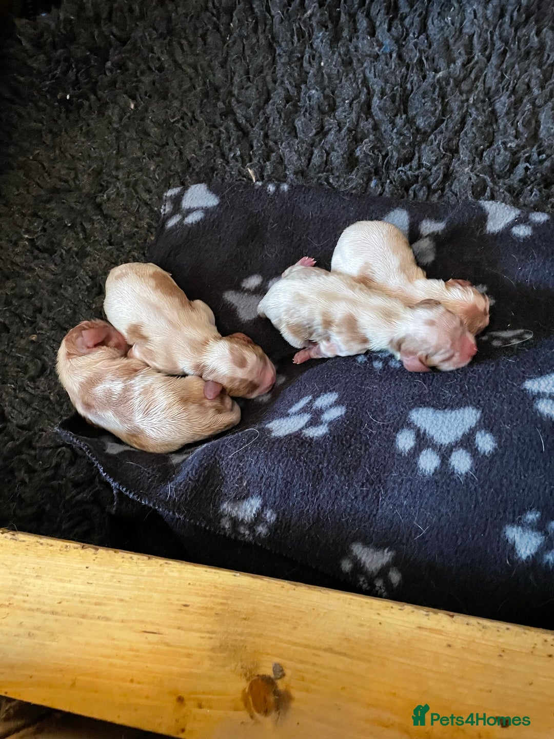 Cavalier King Charles Spaniel dogs for stud: Fully health tested proven Kc reg, multi gen clear in Wrexham - Image 19