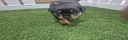 Rottweiler dogs for sale: Adorable, Confident, Chunky KC Rottie Pups  - Advert 18