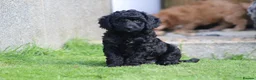 Cockapoo dogs for sale: Beautiful Cockapoo puppies for sale  - Advert 34