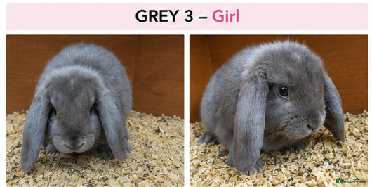 Mini Lop rabbits Gorgeous Pure Bred Mini Lops - Advert 2