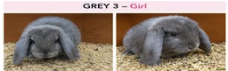 Mini Lop rabbits for sale: Gorgeous Pure Bred Mini Lops in Dewsbury - Advert 4