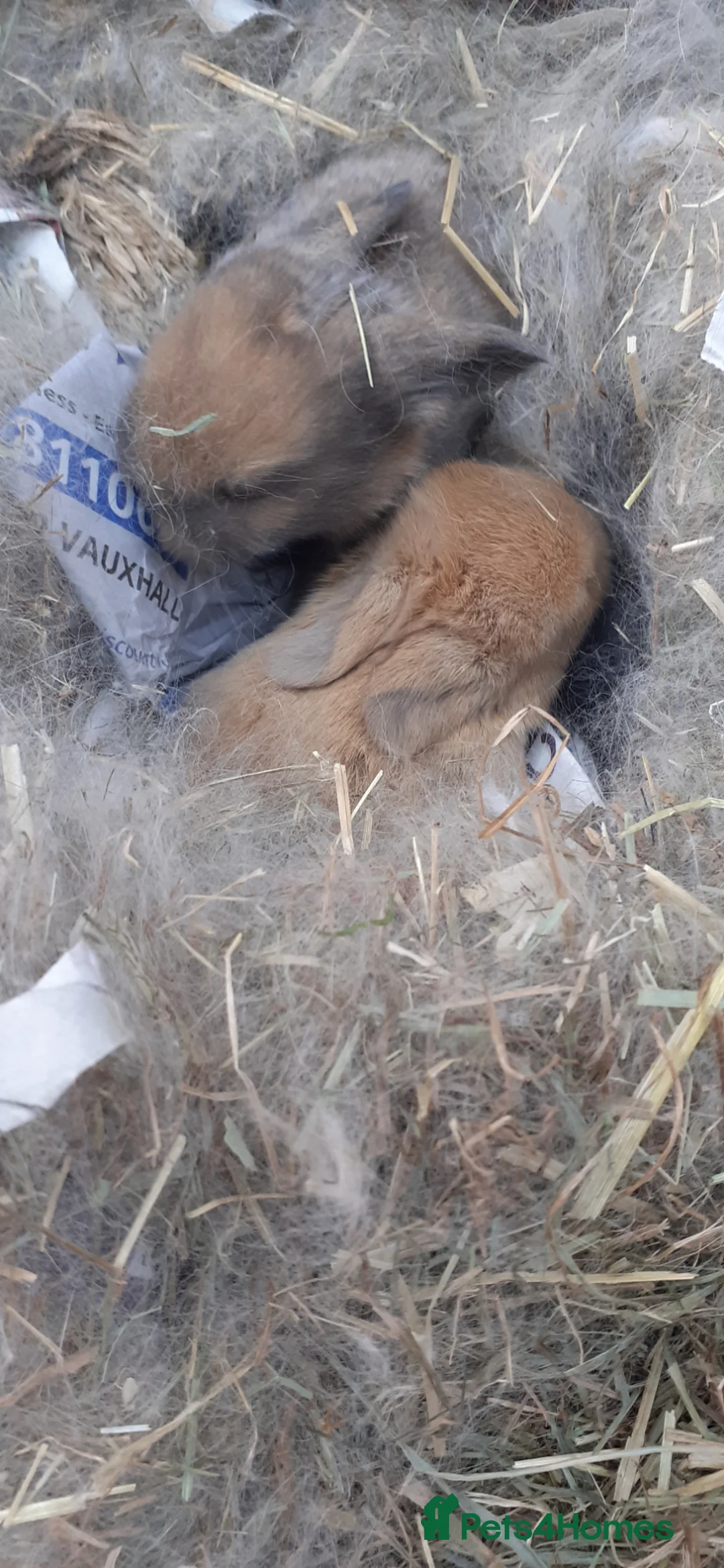 Mini Lop rabbits for sale: X4 pure mini lops in Leyland - Advert 12