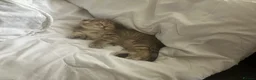 Scottish Fold cats for sale: Scottish Fold /Munchkin kittens - Advert 14