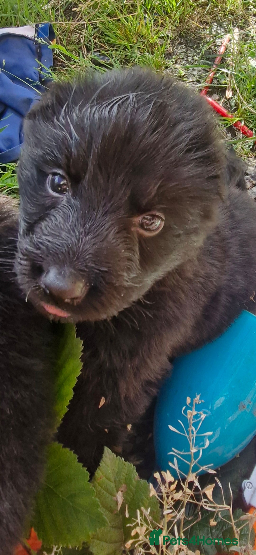 German Shepherd dogs for sale: KC registered German Shepherd puppies  - Image 23