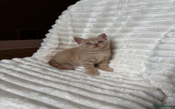 British Shorthair cats for sale: OUTSTANDING GCCF + HEALTH TESTED BSH + BLH KITTENS - Image 16