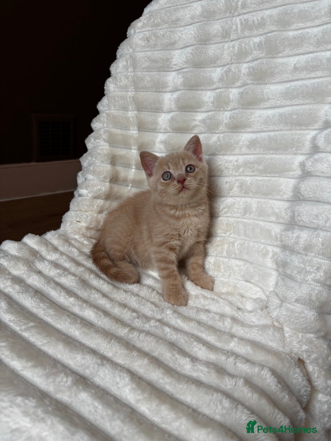 British Shorthair cats for sale: OUTSTANDING GCCF + HEALTH TESTED BSH + BLH KITTENS - Image 16